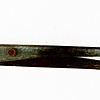 Great Barracuda