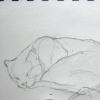 Jah, my Host Family's Cat