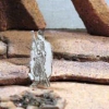 Antigone Model