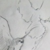 Studies from a Bird 