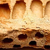 Mud Dauber Nest (unglazed)