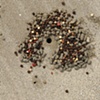 Sand Pepper
Labuan, Malaysia
2011