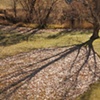 Tree Shadow
Paonia, CO
2011