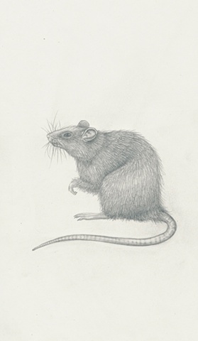 rat