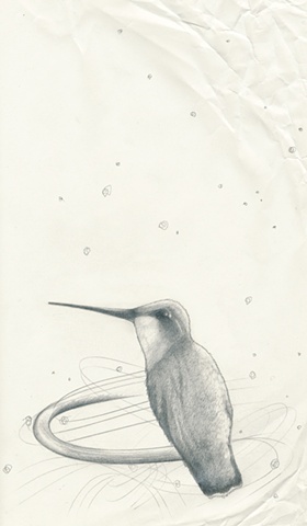 hummingbird