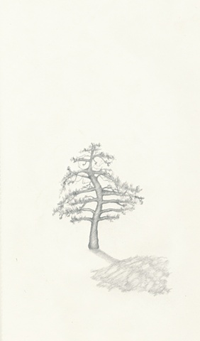 japanese pine
