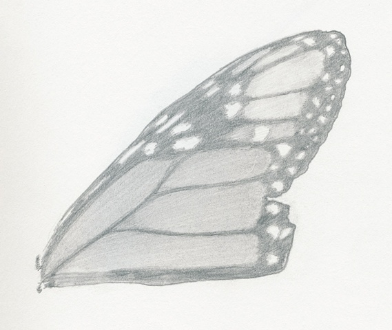 single wing