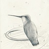 hummingbird