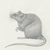 rat