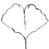 two fists gingko