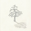 japanese pine