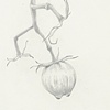 heirloom