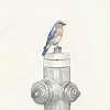 state bird