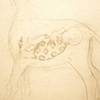 half giraffe