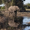 Animals
