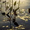 Golden Reflections