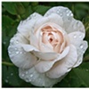 The Perfect Rose