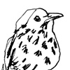 Thrush