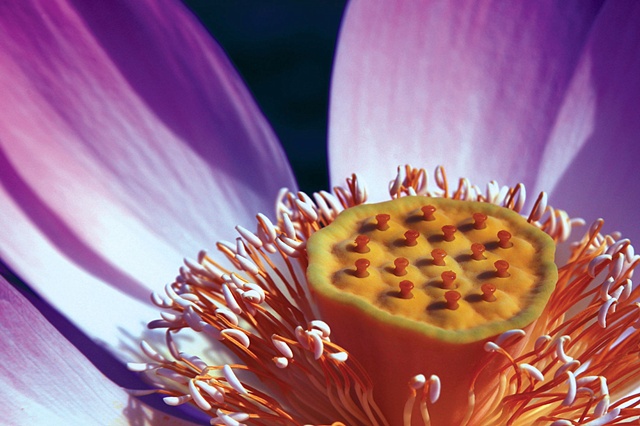 Purple Heart Lotus 