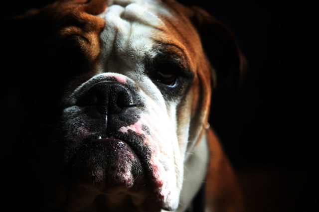 Human Dog 2 