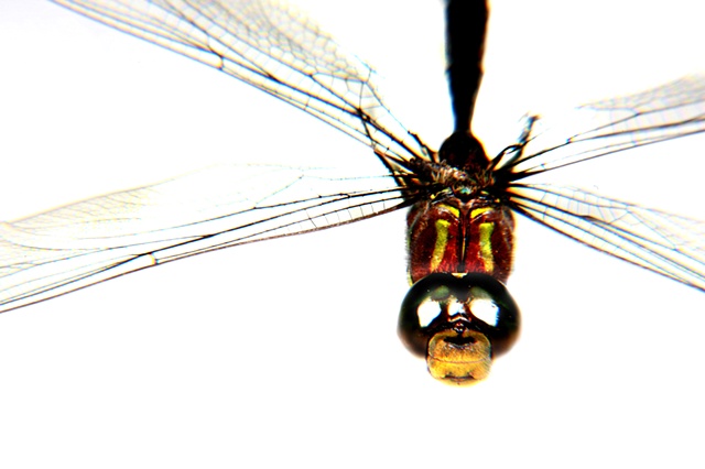 Dragonfly 4