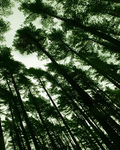 Emerald silence 1 