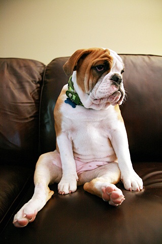 Human Dog