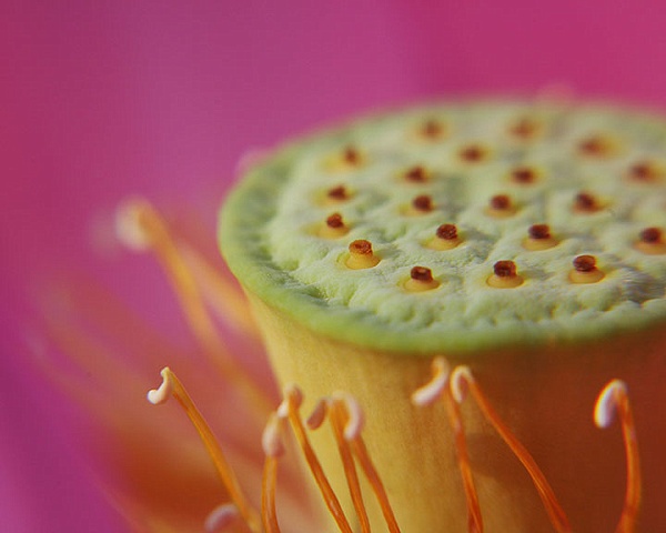 cupcake lotus