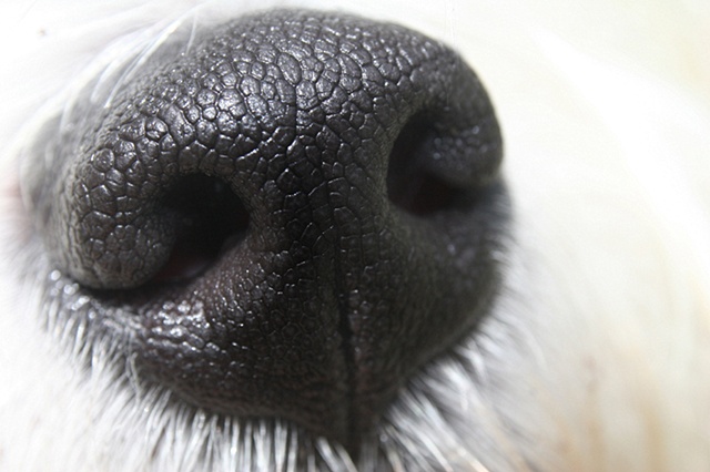 "Who Nose"