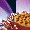 Purple Heart Lotus 