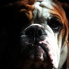 Human Dog 2 