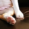 Human Dog