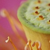 cupcake lotus