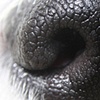 "Who Nose"