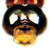 Dragonfly 4