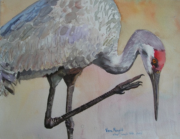 Sandhill Crane