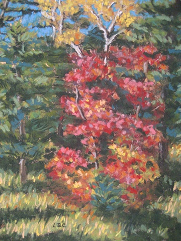 Sunspot Maple - Plein Air