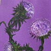 Summer Thistle