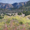 Bear Canyon Chamisa - Plein Air