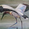 Woodstork