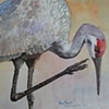 Sandhill Crane
