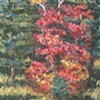 Sunspot Maple - Plein Air