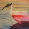 Roseatte Spoonbill