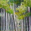 Aspens In Cloudcroft
