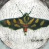 Untitled Moth