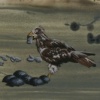 Undara 4: Eggs