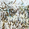 New World Atlas of Weeds and Rags (2012)