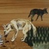 Undara 1: Dingoes