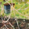 The History of Honey