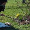 Bees in Trinity Bellwoods